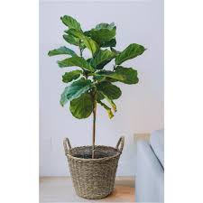 Check spelling or type a new query. Mpg 17 In Dia Seagrass Basket Planter In Natural With Plastic Liner Bt8905 The Home Depot