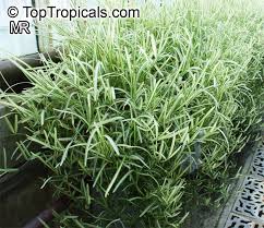 Image result for Stenotaphrum