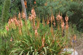 Image result for Xylopia collina