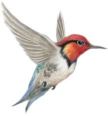 Gorsel Sanatlar Deposu Fine Arts Archive Kuslar Birds Kus Gorsel Sanatlar Kus Sanat