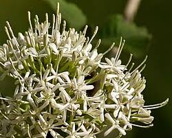 Image result for Coptosperma zygoon