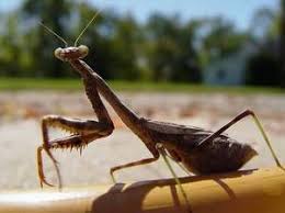 White wood kitchen cabinets, rta bathroom cabinet set, fully assemble $0 (orl) pic hide this posting restore restore this posting. Tallahassee Farm Garden Craigslist Farm Gardens Praying Mantis Tallahassee