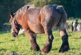 It originates from the brabant region of modern belgium, and is one of the strongest of the heavy breeds. Belgian Draft Horse Belgian Working Horse John De Gruyter Photography Flickr