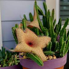 In addition, these species of starfish cactus grow up to 70 inches height and they own very long and and slim stems. Starfish Cactus Blooms 800x800 Cactus Plant Fungus Cactus Plants