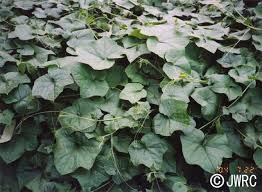 Image result for Sicyos