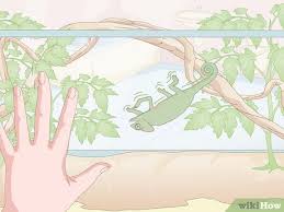 The natural habits of chameleons make them tricky to care for. 4 Ways To Take Care Of A Chameleon Wikihow
