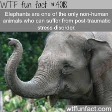 How Elephants And Humans Are Very Alike Elephant Facts Animal Facts Elephant