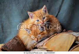 Lolcats, cute cats, funny cats, you can find lots of internet cats here! Two Kittens Two Yellow Kittens With Blue Eyes Sleeping On A Pile Of Firewood Canstock