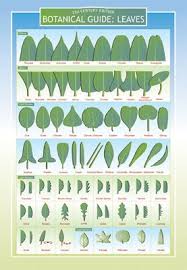 Amazon Com Botanical Guide To Leaves Two Sided Color