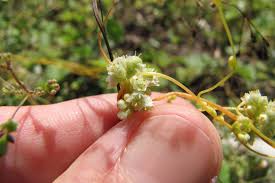 Image result for Cuscuta abyssinica