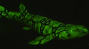 ● animobil ● animals by type ● fish ● 123 fish. From Blue To Green Red Or Orange Fish Put On New Light Cnn