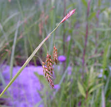 Image result for Carex cognata