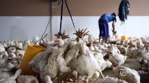 Seperti pada peternakan ayam petelur yang kami kunjungi, yang dimana peternakan tersebut dimiliki individu. Penggunaan Antiobiotik Ugal Ugalan Ke Hewan Ternak Bisa Picu Bakteri Super Yang Menulari Manusia Tribunnews Com Mobile