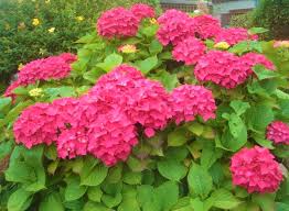 Image result for Hyparrhenia madaropoda