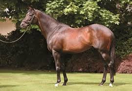 Champion High Chaparral Euthanized At 15 Bloodhorse But can i with a kid? the translation i. champion high chaparral euthanized at