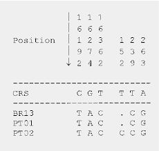 Brazil 2006 ● magic times ● ronaldinho ● adriano ● ronaldo ● kaká ● r.carlos ● robinho ● juninho. Identification In Portugal And Brazil Of A Mtdna Lineage Containing A 9 Bp Triplication Of The Intergenic Coii Trnalys Region Semantic Scholar