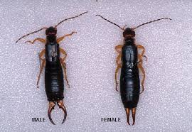 We did not find results for: Controlling Earwigs In Your Garden And Yard Mike S Backyard Nursery