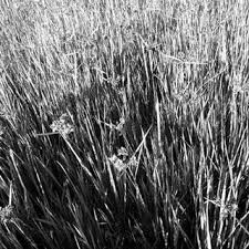 Image result for Pycreus macranthus