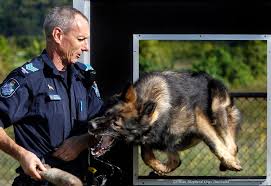 Sergeant Dave Raymond Training Axel From The Qld Police Dog Squad German Shepherd Dogs Cop Dog War Dogs