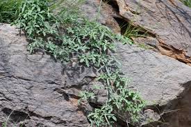 Image result for Corallocarpus welwitschii