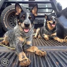 3 837 Likes 94 Comments Australian Cattle Dog Heelerclub On Instagram Marisdenari Blue Heeler Dogs Austrailian Cattle Dog Heeler Puppies