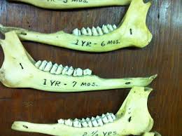 Whitetail Teeth Aging Chart Aging Whitetail Deer Teeth