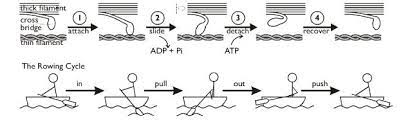 Sliding Filament Theory Showing Ratchet Mechanism