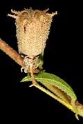 Image result for Hermannia boraginiflora