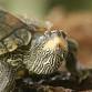 Turtle Tuesdays