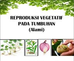 Check spelling or type a new query. Perkembangbiakan Vegetatif Tumbuhan Alami Vs Buatan Contoh