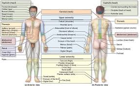Longus (longest) and brevis (shortest) are other common suffixes added to muscle names. 1 7 Regional Terms Deltoids Cervical Region