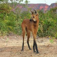 Maned Wolf Bizarre Animals Weird Animals Unusual Animals