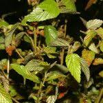 Image result for Melochia melissifolia