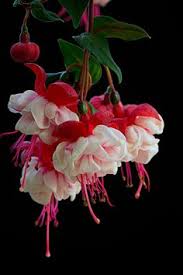 Risultati immagini per Naturaleza perfecta. Fuchsia.
