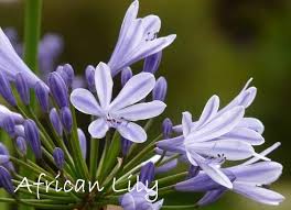 We did not find results for: Types Of Lily Flowers To Grow Indoors