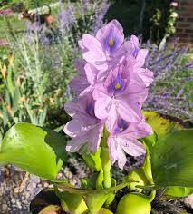 Blooming Water Hyacinth Pond Pondplants Garden Water Hyacinth Pond Plants Bloom