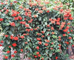 Image result for Clerodendrum splendens