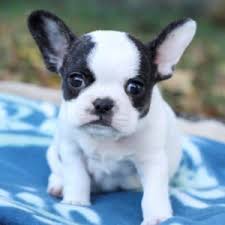 The french bulldog is a small sized domestic breed that was an outcome of crossing the ancestors of bulldog brought over from england with the local. Micro Mini Royal Frenchel Bulldogs Royal Frenchel