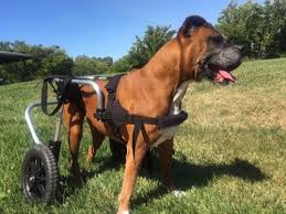 It probably shouldn't be surprising that the front page of the internet is a good source for diy dog wheelchair plans, but. Full Support Dog Wheelchair Guaranteed Fit Custom Made Pet Wheelchair Ruff Rollin