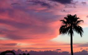 Download free sunsets wallpapers and desktop backgrounds! Sunset Palms Lake Wallpaper 1920x1200 32165
