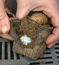 Snails Are Such A French Associated Speciality And Are Often Ordered From Menus By Tourists Due To The Novelty Factor Th Snail Farming Snails In Garden Snail