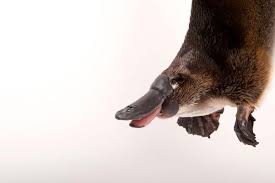 How The Venomous Egg Laying Platypus Evolved Platypus Australian Mammals Weird Animals