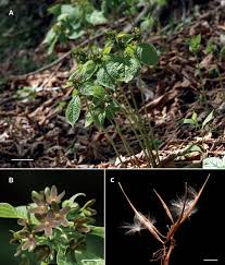 Image result for Vincetoxicum conspicuum