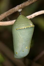 Finding Identifying Monarchs Western Monarch Milkweed Mapper