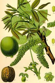 Image result for Juglans
