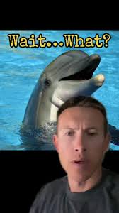 Exploring the Fascinating World of Dolphins and Nature