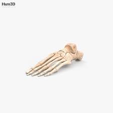 These new 3d models of the cochlea and related anatomy are completely free and open access. Bone 3d Models Download Hum3d
