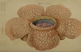 We did not find results for: What Is The Largest Flower In The World Library Of Congress