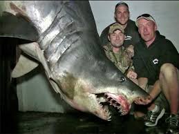 Massive Mako Shark Caught In California Fishtrack Com
