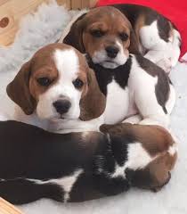 Maybe you would like to learn more about one of these? Beagle Puppies For Sale Bedfordview Beagle Puppies Dog Breeders Gallery 90146